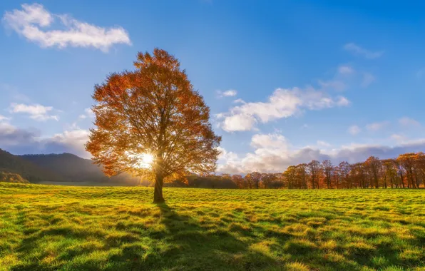 Picture field, autumn, tree