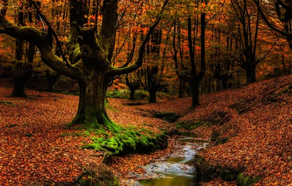 Autumn, forest, leaves, trees, branches, stream, foliage, trunk