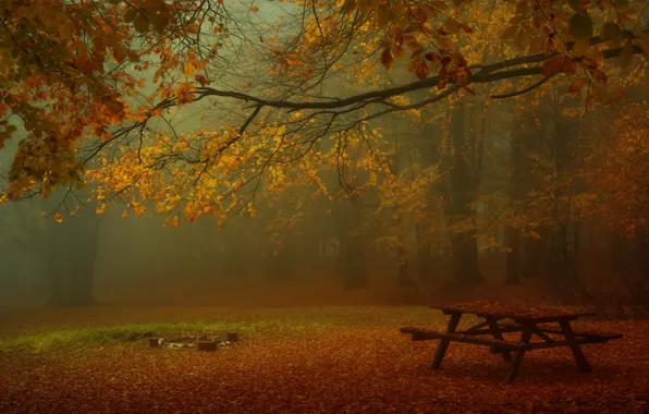 Autumn, forest, branches, fog, Park, table, foliage, benches
