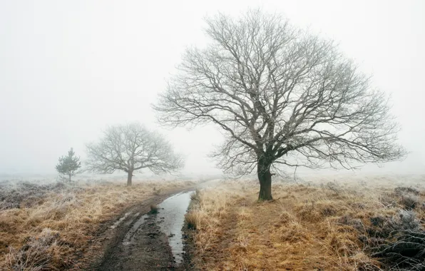 Picture road, field, fog, tree