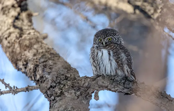 Picture look, trees, branches, nature, owl, bird, bokeh, owl