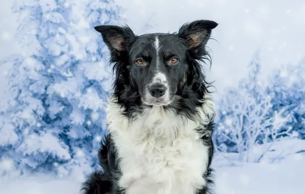Winter, forest, look, face, snow, black and white, portrait, dog
