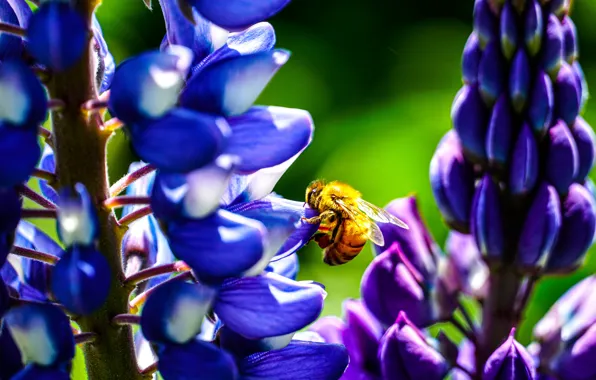 Macro, light, flowers, bee, purple, blue, bokeh, lupins