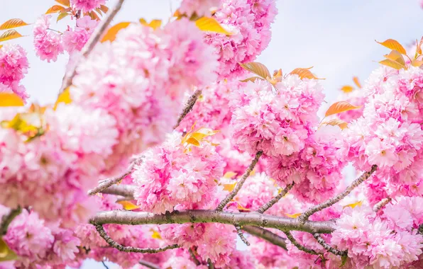 Flowers, branches, spring, Sakura, pink, flowering, almonds