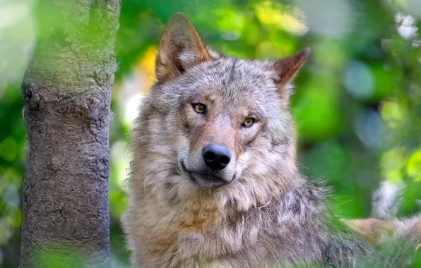 Look, face, light, grey, tree, wolf, portrait, green background