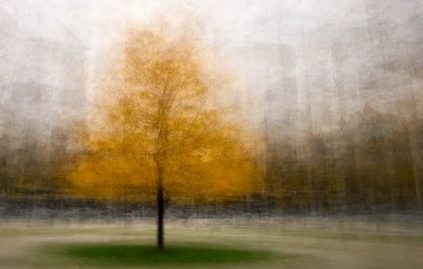 Autumn, trees, nature