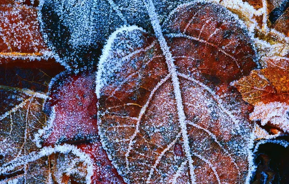 Winter, frost, leaves, background, ice, frost