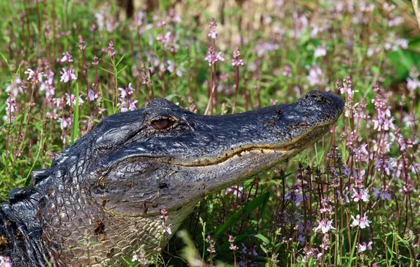 Grass, flowers, crocodile