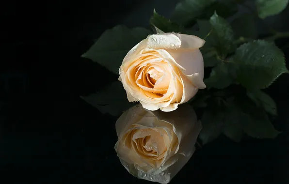 Reflection, roses, buds, black background