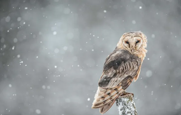 Snow, owl, branch, looking for