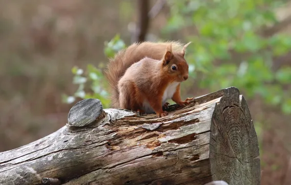 Picture look, nature, pose, background, protein, log, squirrel, bokeh