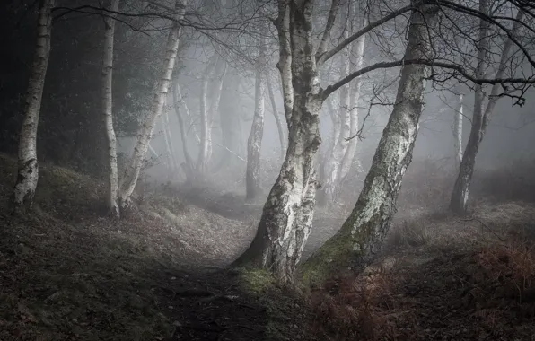 Picture nature, fog, birch