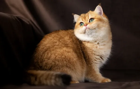 Cat, look, background, green eyes, Julia Zubkova, British Golden Chinchilla