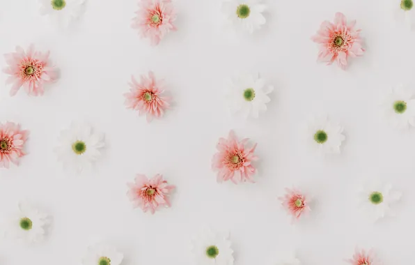 White, flowers, pink, Chrysanthemum