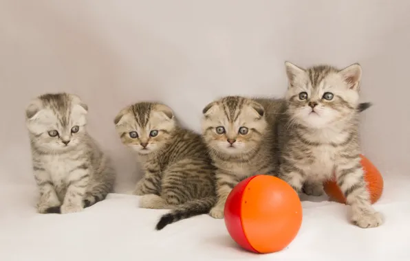 Cat, kitty, fold, baby, kittens, Scottish