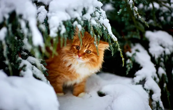 Picture winter, cat, snow, red