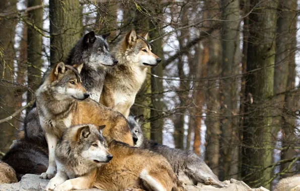 Picture forest, photo, pack, wolves