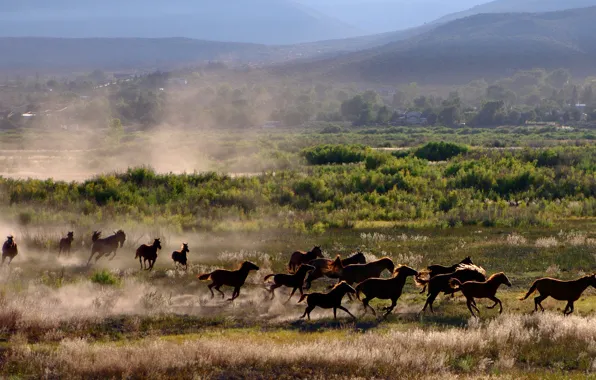 Nature, horses, horse, running, a lot, the herd, the herd, horses