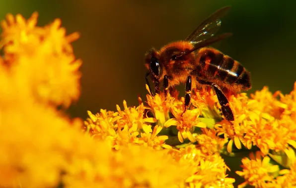 Picture summer, macro, light, flowers, yellow, bee, background, insect