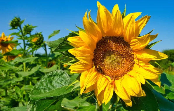 Field, flower, summer, the sky, leaves, close-up, yellow, blue