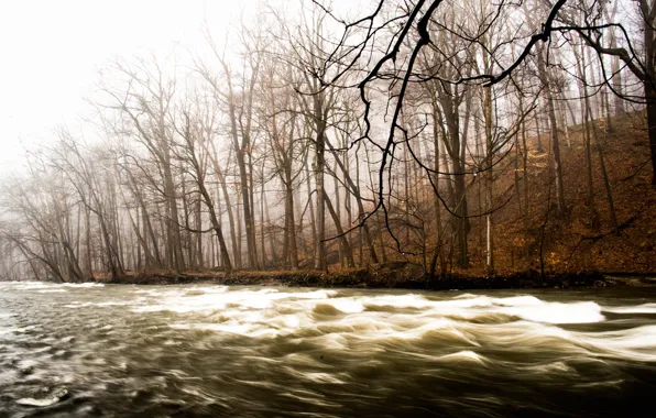 Trees, nature, river