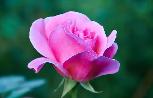 Flower, nature, rose, rose, flower, nature