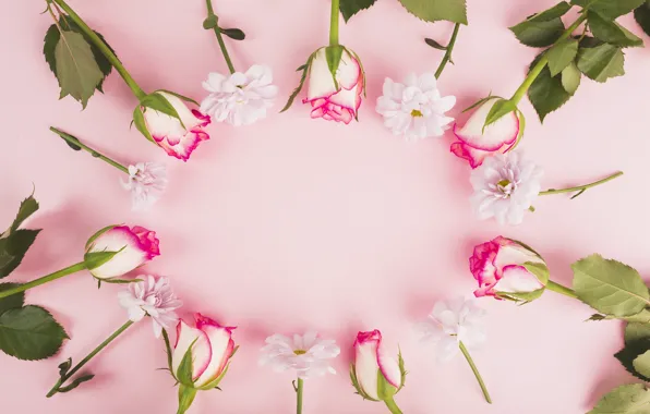 Flowers, background, Roses, buds, Chrysanthemum