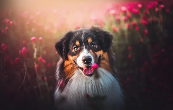 Language, look, flowers, nature, pose, dog, face, Bernese mountain dog