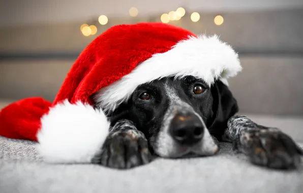 Picture background, new year, dog, lies, Santa, photoshoot, bokeh, 2018