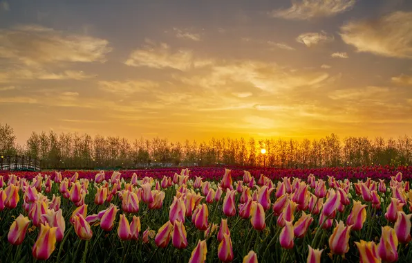 Field, the sky, the sun, clouds, trees, sunset, flowers, spring