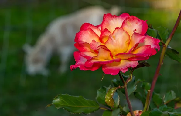 Flower, leaves, macro, stems, pink, glade, rose, goat