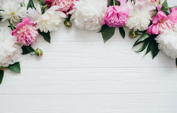 Picture flowers, pink, white, white, buds, wood, pink, flowers, peonies, peonies