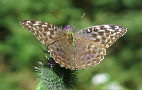 Flower, macro, butterfly, wings, beautiful, closeup