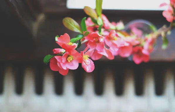 Picture flowers, petals, pink