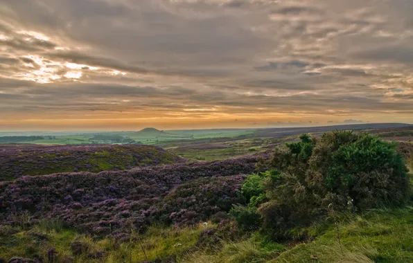 Clouds, flowers, clouds, hills, shrub