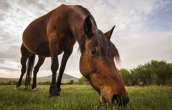 Picture grass, nature, horse