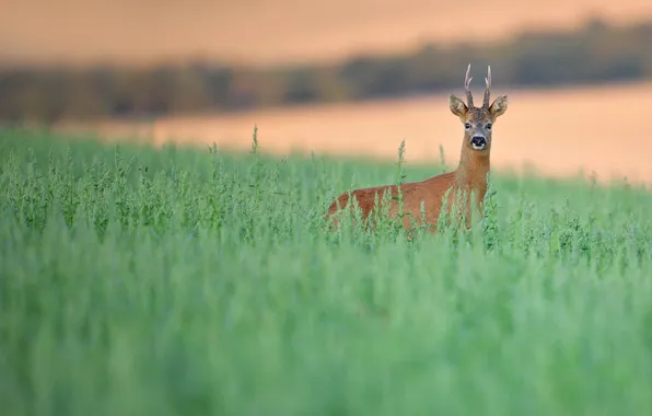 Grass, nature, deer