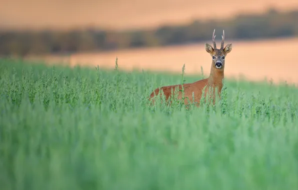 Picture grass, nature, deer