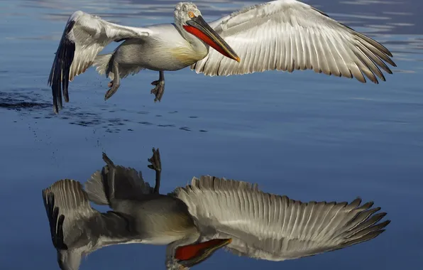 Water, nature, bird, Pelican