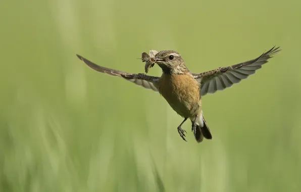 Nature, bird, flight