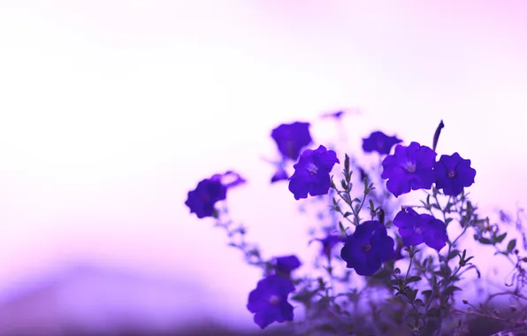 Flowers, stems, color, blur, purple, blue