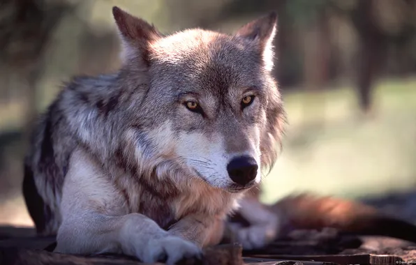 Animal, dog, Wolf, beast, wild