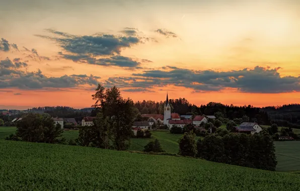Greens, field, forest, summer, the sky, clouds, trees, sunset