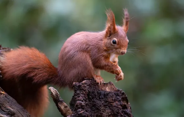 Picture look, nature, pose, stump, protein, red, sitting, green background
