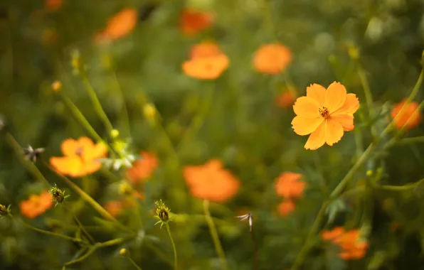 Flowers, orange, petals