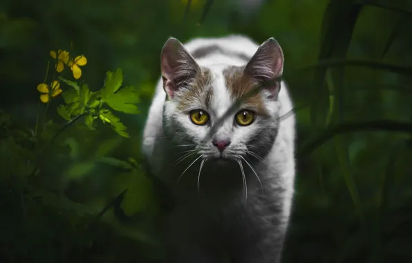 Cat, white, summer, grass, cat, look, the dark background, portrait