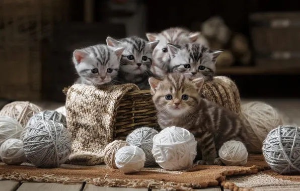 Look, cats, tangle, pose, the dark background, kitty, together, Board