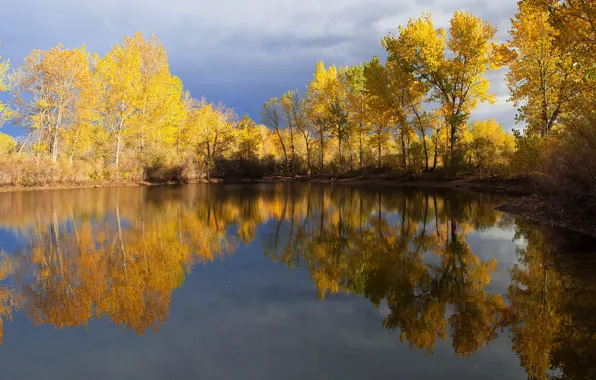 Autumn, forest, light, trees, lake, reflection, shore, pond