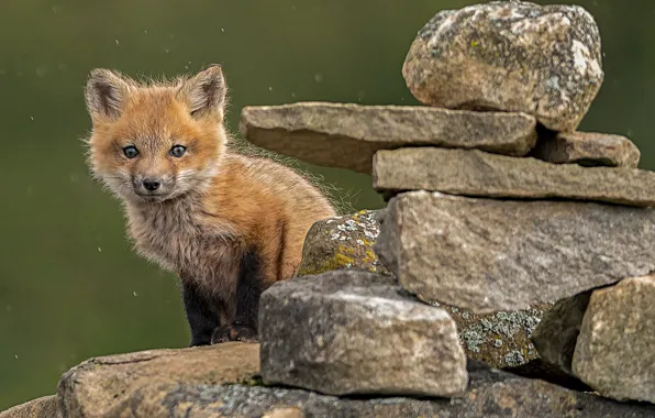 Picture look, stones, cub, Fox