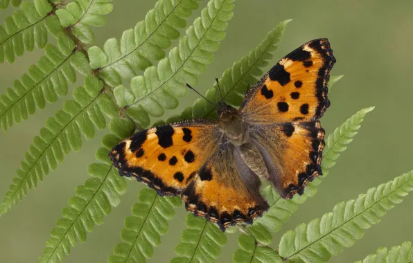 Butterfly, wings, insect, the large tortoiseshell